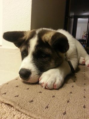 Sad-Dog-Sharons Boost Positive Word-of-Mouth with Small Business Public Relations